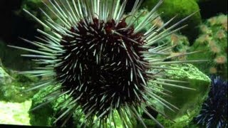 Sea Anemone in Aquarium Seeanemone [upl. by Cori]