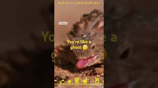 Horned Lizards EyeBlood Defense Natures Strangest Survival Tactic👀👀🎯💥 [upl. by Deeanne]