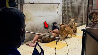 Dogs Surrounded the Helpless Man but They were in Great Danger [upl. by Endres]