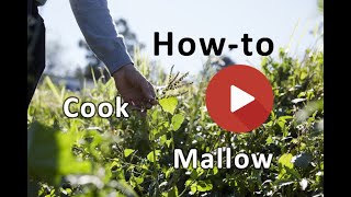 How to make marshmallows with mallow roots recipe [upl. by Linad980]