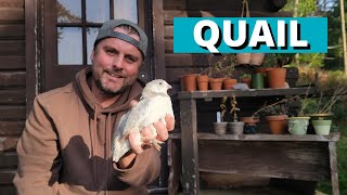 RAISING QUAIL  Why We Love Raising Quail [upl. by Eerot171]