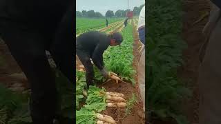 Harvesting a large garden of white radishes satisfying vegetables shots [upl. by Ecnaled]