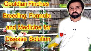 Gouldian Finches Breeding Formula and Finches Disease Solution Lala Aviary Explorer Part 2 [upl. by Thomasin]