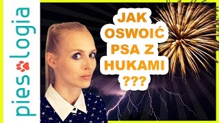 Jak oswoić psa z burzą i petardami [upl. by Ngo]