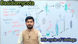 86 Basidiomycota  Life cycle of ustilago Loose smut of Wheat  Fsc biology class 11 [upl. by Ayyn194]