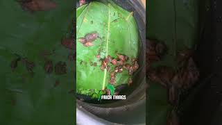 Backyard Snail Farming in Ghana 1 Ghana backyardgarden snail shorts [upl. by Eelra]