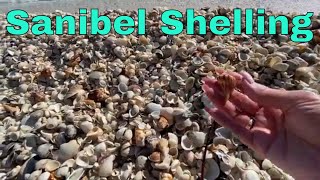 Sanibel Shelling 2023  Huge Shell Pile at the Island Inn So Many Shells [upl. by Narrad]