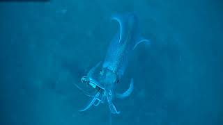 Spydro  squid Tataki Fishing  raw video [upl. by Adialeda]