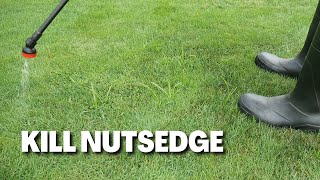 How To Kill Nutsedge in Cool Season Lawns [upl. by Kent]