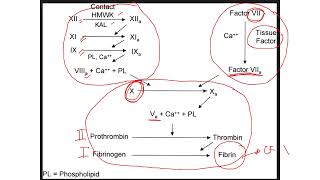 HEMATOLOGY 2 Short Course Review 2024 part 2 [upl. by Alyel]