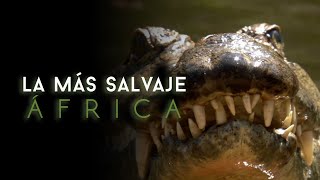 África más salvaje  Virungas Tierra de Hielo y Fuego [upl. by Scheider]