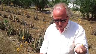 La flor del aloe también se come Propiedades y cómo comer la flor de la sábila [upl. by Analaj]