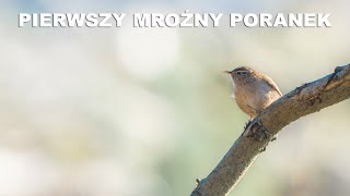 PIERWSZY MROŹNY PORANEK  Fotografia przyrodnicza  Sony A6700  Sony 200600  Leśne Ptaki [upl. by Thanos]