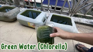 How To Make Green Water Chlorella Easy  Green Water Culture [upl. by Akiemahs]