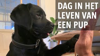 Dag in het leven van een labrador puppy  Kip aflevering 6  Week 12 [upl. by Lira]