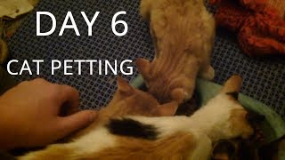 Cats Eating And Being Petted  Day 6 Kitten Taming [upl. by Bogie192]