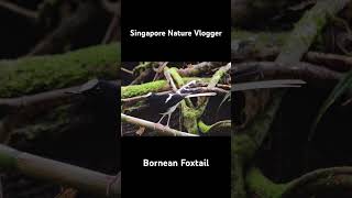 🐦 Bornean Foxtail at Kinabalu GeoPark in Malaysia [upl. by Soinotna]