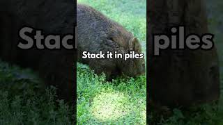 Amazing Facts About Wombats You Need to Know [upl. by Acinoda715]