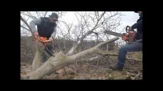 Walnut tree felling with ZID TAJGA 245 amp OLEO  MAC 937 chainsaw  láncfűrész [upl. by Larcher]