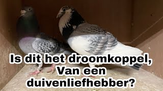 Is dit het droomkoppel van elke duivenmelker  215 X 609  Postduiven [upl. by Avaria]