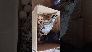 Chicken incubation incubat villagechicken artist funny comedy music nature egghatching [upl. by Jerrome]