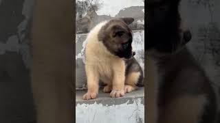 Akita Puppy Sale Jaipur India trending trendingshorts shortfeed shorts viralshort dog [upl. by Ssepmet892]