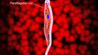 Animation showing the details of the structural organization in the trypomastigote [upl. by Bernadina]