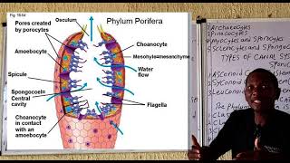 Phylum Porifera [upl. by Arej]