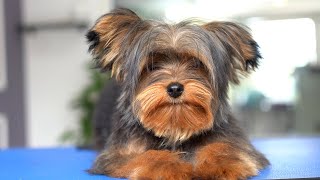 7 MONTH OLD YORKIE PUPPY FIRST GROOMING ✂️❤️🐶 so cute [upl. by Eneloc253]