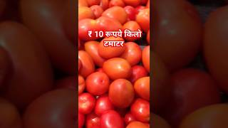 tomato 🍅 ki kheti kaise kare chotefarming agriculture foryou [upl. by Aracahs620]