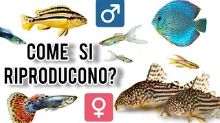 Come si riproducono i pesci Impariamolo con uno schema studiato da Filos Aquarium [upl. by Aidan]