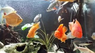 Red Parrot Fish Tank Mates [upl. by Kirst]