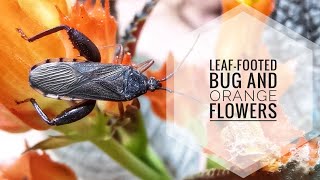 Leaffooted Bug and Orange Flowers [upl. by Lindly655]