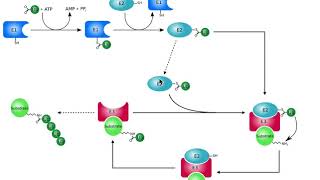 Protein Metabolism  Ubiquitination of Proteins amp the 26S Proteasome [upl. by Lucrece]