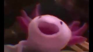 Axolotl Yawn CompilationMeme [upl. by Anilesor65]