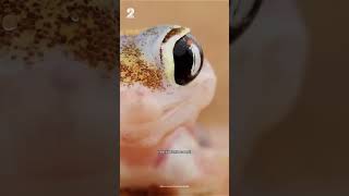 Les 5 plus beaux GECKOS du monde 😍🦎 [upl. by Amesari]