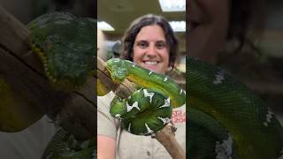 Green Tree Python Up Close and Personal🤩 [upl. by Idette]