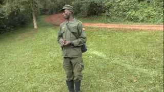 Mountain Gorillas Bwindi Impenetrable National Park Uganda [upl. by Roumell362]