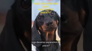 Stop Dogs Separation Anxiety Now [upl. by Oneida]