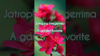 jatropha integerrima care and maintenance [upl. by Eitteb]