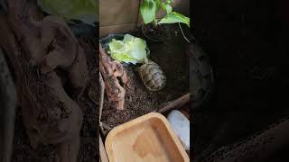 Tortoise eating lettuceee [upl. by Nomrej]