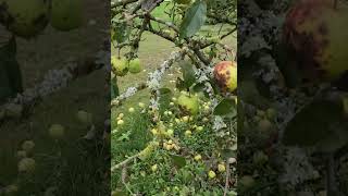 🍏Dwarf🍏🍏Green Apple Tree And Falling Off Apples shorts Stanwood WA USA [upl. by Hecht]