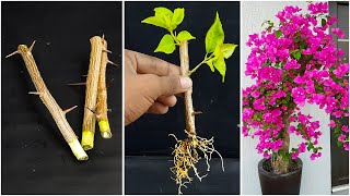 Growing Bougainvillea Trees From Bougainvillea Cuttings With Use Garlic For Natural Hormone [upl. by Aicad]