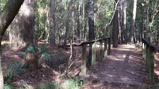 Hiking Pine Trail at Wormsloe Historic Site [upl. by Erik]