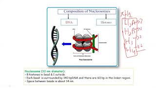 Genomic Organization 1  Genomic Organization of Eukaryotes  Nucleosome Formation [upl. by Anifesoj609]