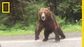 Watch Bear Charges Car  National Geographic [upl. by Mercorr]