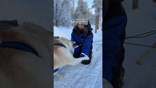 dog sledding in lapland finland 🫶🏼❄️ travel finland bucketlist [upl. by Attenoj]