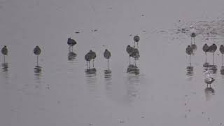 Hudsonian Godwit juv  Eden Estuary  Fife  10112020 [upl. by Stedt]