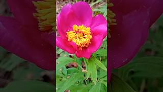 ¿Conocéis la peonía 🌸 Preciosas rosas de Alejandría 🌸 Jardín de primavera 🌸 Flor de Día de la madre [upl. by Ishmael]