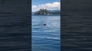 Brown Bear at Emerald Bay State Park [upl. by Star585]